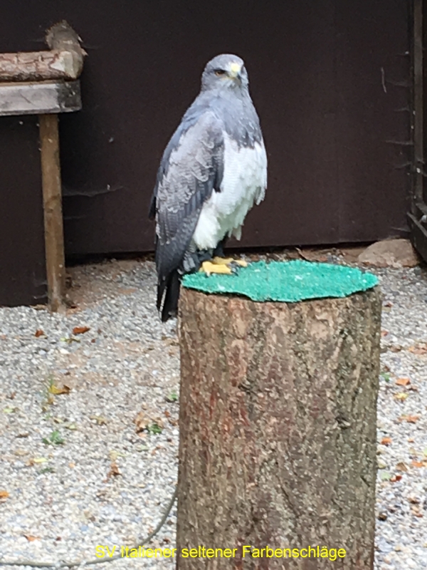 Sommertagung SV seltene 2018 014